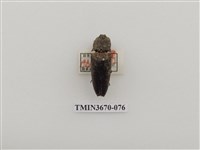 藏品(叩頭蟲(1))的圖片